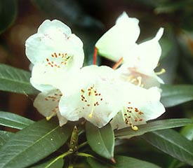 R. 'argyrophyllum'